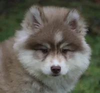 Bo , a male Pomsky for sale in Lancaster, OH – Photo 1 of 4