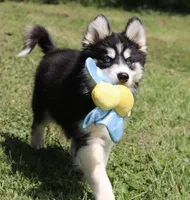 Shayla , a female Pomsky for sale in Lancaster, OH – 2 of 10