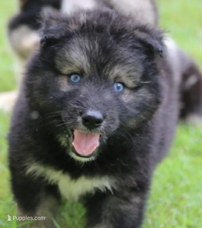 Shadow  – Pomsky puppy for sale in Lancaster, OH