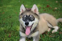 Dude, a male Pomsky for sale in Lancaster, OH – 1 of 10