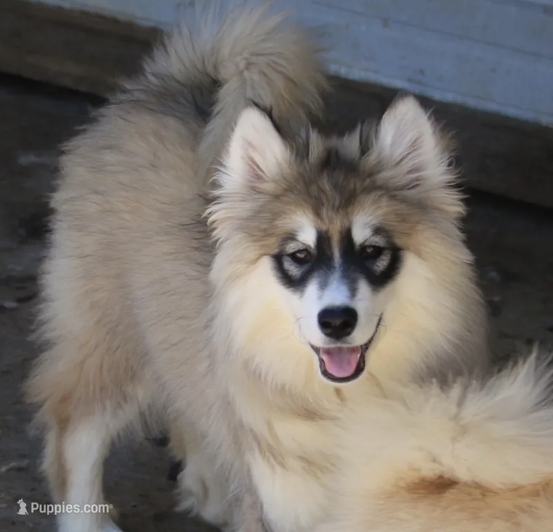 Joey – Pomsky puppy for sale in Lancaster, OH