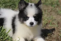 Minnie , a female Pomsky for sale in Lancaster, OH – 2 of 5