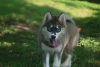Daisy, a female Pomsky for sale in Lancaster, OH – 6 of 7