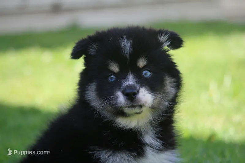 Deana – Pomsky puppy for sale in Lancaster, OH