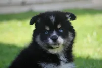 Deana, a female Pomsky for sale in Lancaster, OH – 6 of 10
