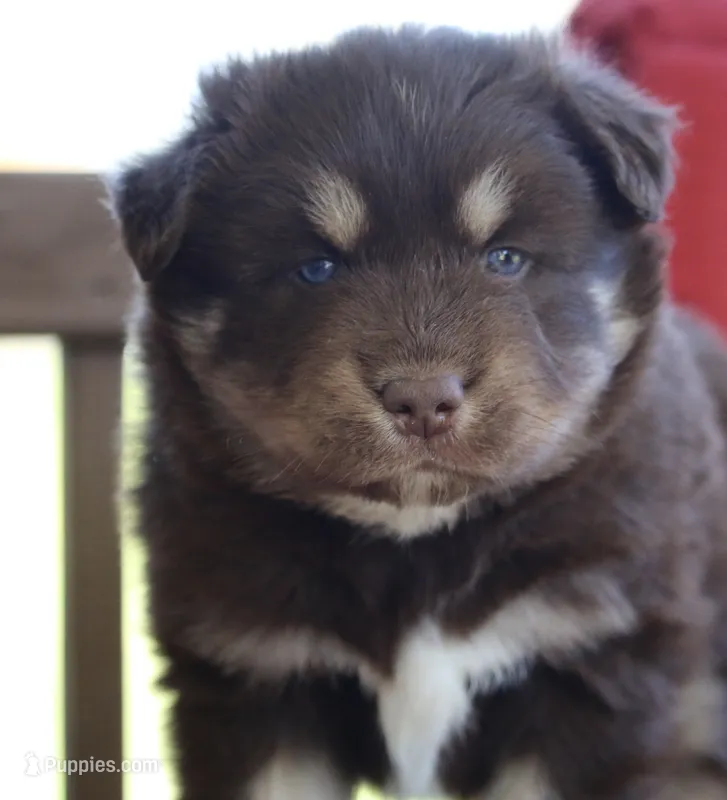 Hulk – Pomsky puppy for sale in Lancaster, OH