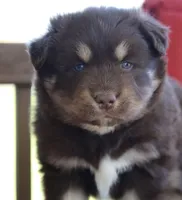 Hulk, a male Pomsky for sale in Lancaster, OH – 1 of 5