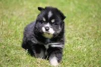 Deana, a female Pomsky for sale in Lancaster, OH – 10 of 10
