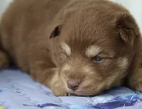 Amber , a female Pomsky for sale in Lancaster, OH – 4 of 4