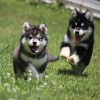 Dash , a male Pomsky for sale in Lancaster, OH – 8 of 10