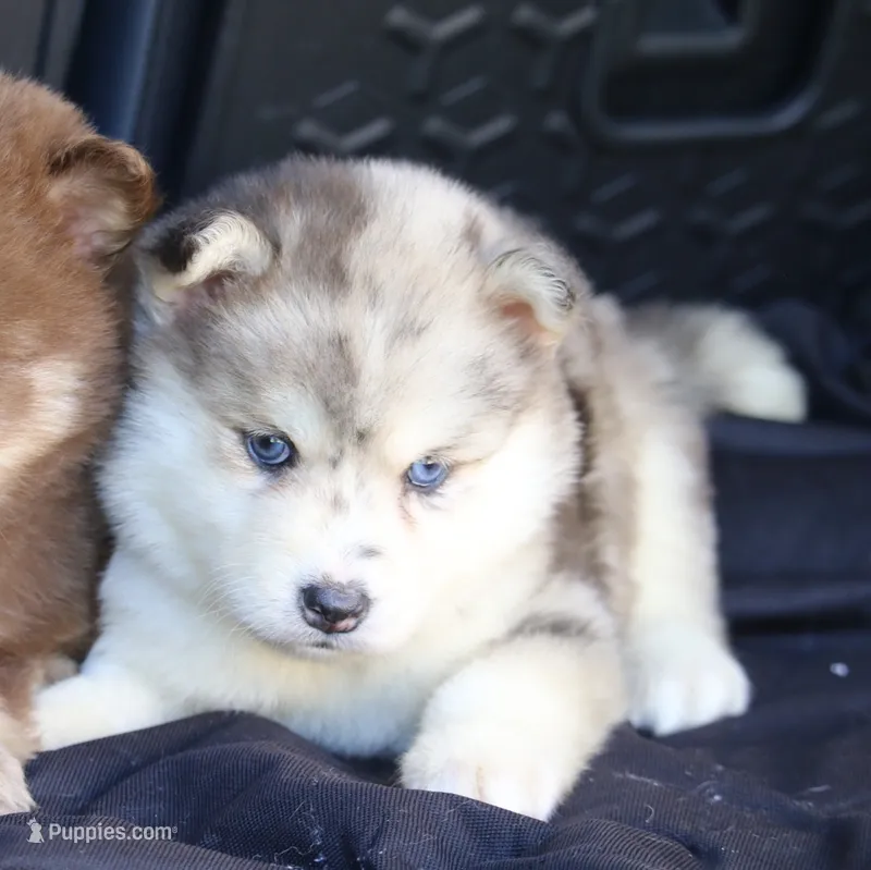 Holly – Pomsky puppy for sale in Lancaster, OH