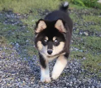 Bailey, a female Pomsky for sale in Lancaster, OH – Photo 2 of 10