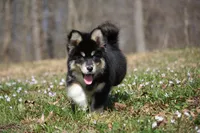 Buster, a male Pomsky for sale in Lancaster, OH – Photo 6 of 6