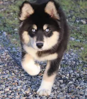 Bailey, a female Pomsky for sale in Lancaster, OH – Photo 3 of 10