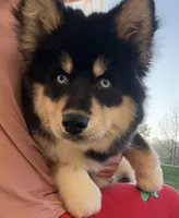 Bailey, a female Pomsky for sale in Lancaster, OH – Photo 4 of 10