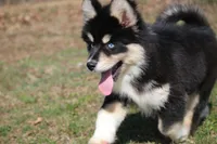 Buster, a male Pomsky for sale in Lancaster, OH – Photo 3 of 6