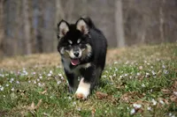 Buster, a male Pomsky for sale in Lancaster, OH – Photo 5 of 6