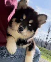 Buster, a male Pomsky for sale in Lancaster, OH – Photo 2 of 6