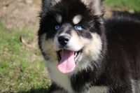 Buster, a male Pomsky for sale in Lancaster, OH – Photo 4 of 6