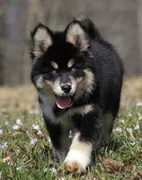 Buster, a male Pomsky for sale in Lancaster, OH – Photo 1 of 6