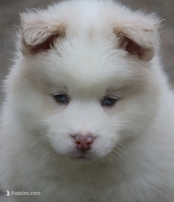 Max – Pomsky puppy for sale in Lancaster, OH