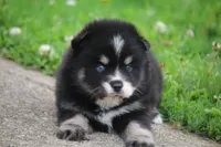 Deana, a female Pomsky for sale in Lancaster, OH – 6 of 6