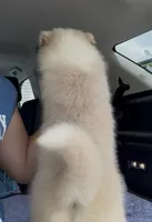 Max, a male Pomsky for sale in Lancaster, OH – 7 of 10