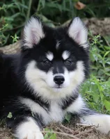 Dash , a male Pomsky for sale in Lancaster, OH – 2 of 10