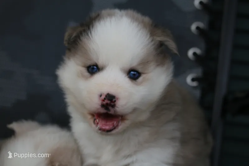 Marshmellow – Pomsky puppy for sale in Lancaster, OH