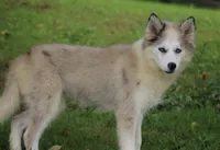 Marshmellow, a female Pomsky for sale in Lancaster, OH – 2 of 9