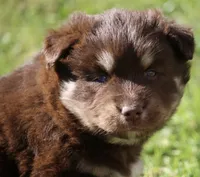 Hulk, a male Pomsky for sale in Lancaster, OH – 2 of 5