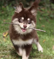 Louise, a female Pomsky for sale in Lancaster, OH – 2 of 7