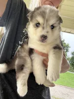 Holly, a female Pomsky for sale in Lancaster, OH – 3 of 3