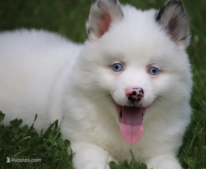 Prince  – Pomsky puppy for sale in Lancaster, OH