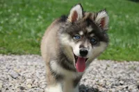 Dude, a male Pomsky for sale in Lancaster, OH – 3 of 5