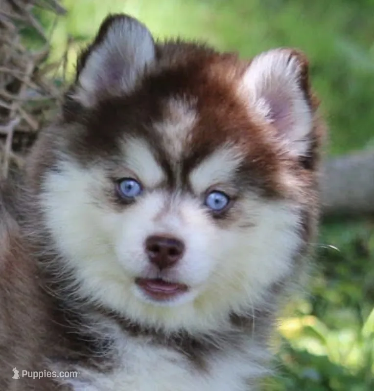 Dee – Pomsky puppy for sale in Lancaster, OH