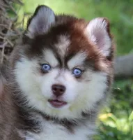 Dee, a female Pomsky for sale in Lancaster, OH – 1 of 5