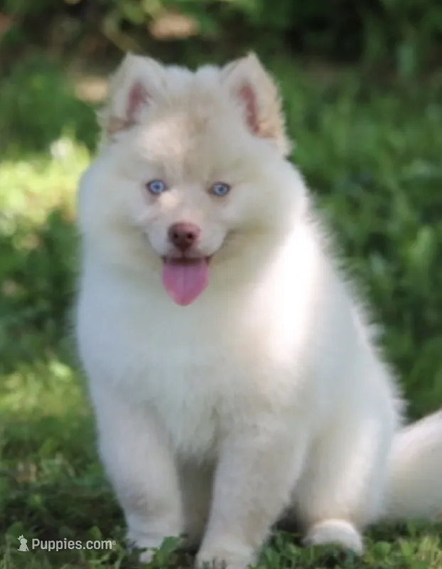 Cotton – Pomsky puppy for sale in Lancaster, OH
