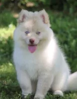 Cotton, a female Pomsky for sale in Lancaster, OH – 3 of 10