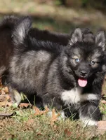 Spice, a female Pomsky for sale in Lancaster, OH – 6 of 7