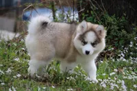 Gavin, a male Pomsky for sale in Lancaster, OH – Photo 5 of 6