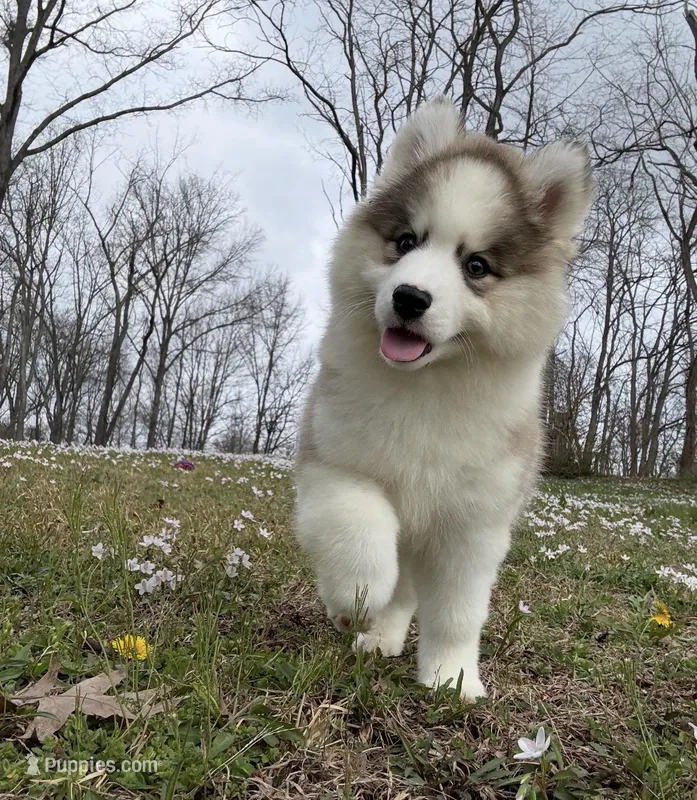 Gavin – Pomsky puppy for sale in Lancaster, OH