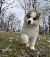 Gavin, a male Pomsky for sale in Lancaster, OH – Photo 1 of 6