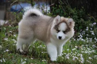 Gavin, a male Pomsky for sale in Lancaster, OH – Photo 6 of 6