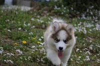 Gavin, a male Pomsky for sale in Lancaster, OH – Photo 4 of 6