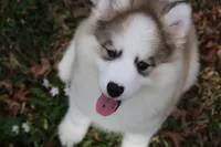 Gavin, a male Pomsky for sale in Lancaster, OH – Photo 2 of 6