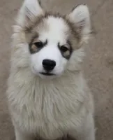 Gavin, a male Pomsky for sale in Lancaster, OH – 5 of 10