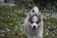 Gavin, a male Pomsky for sale in Lancaster, OH – Photo 3 of 6