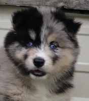 Swirl , a female Pomsky for sale in Lancaster, OH – 1 of 5