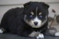 Pepper, a male Pomsky for sale in Lancaster, OH – 2 of 3